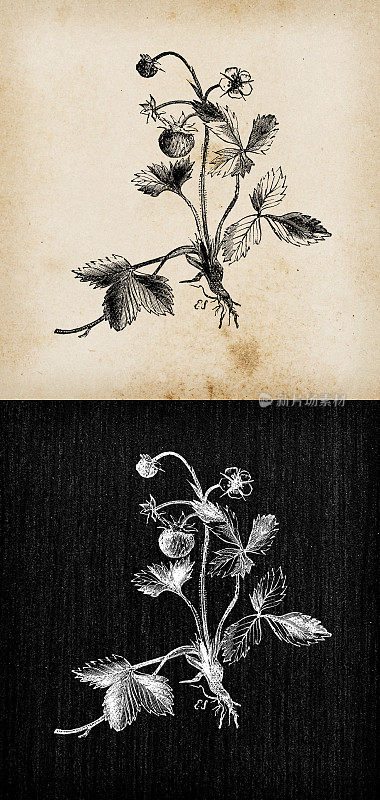 植物学植物仿古雕刻插画:Fragaria vesca(野草莓)